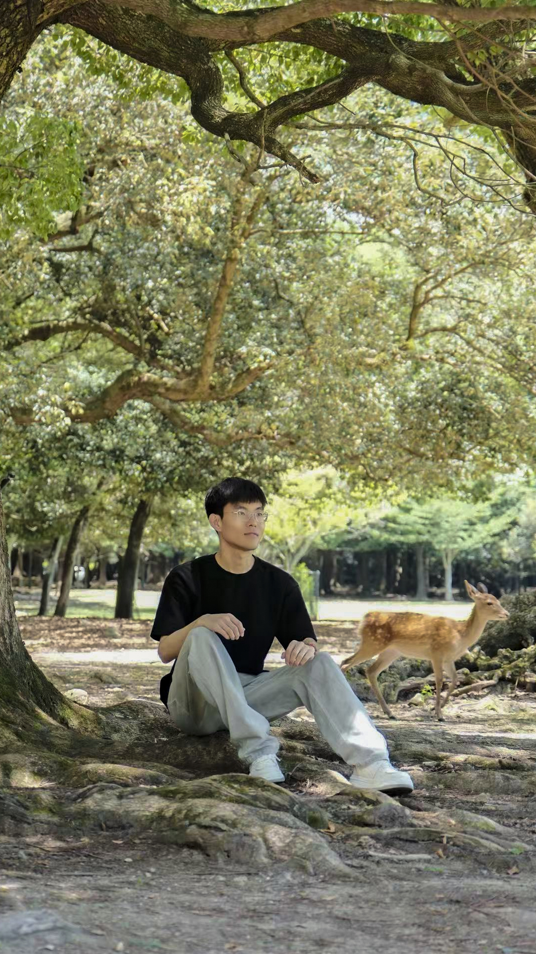 Deer in Nara Park, Japan